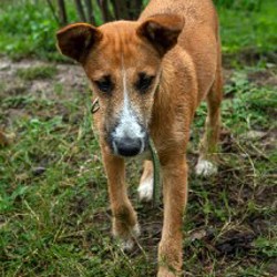 Кнопа - фото 2