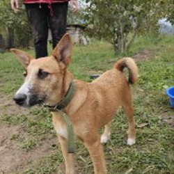 Кнопа - фото 3