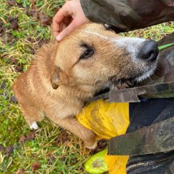 Кнопа - фото 4