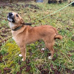 Кнопа - фото 5