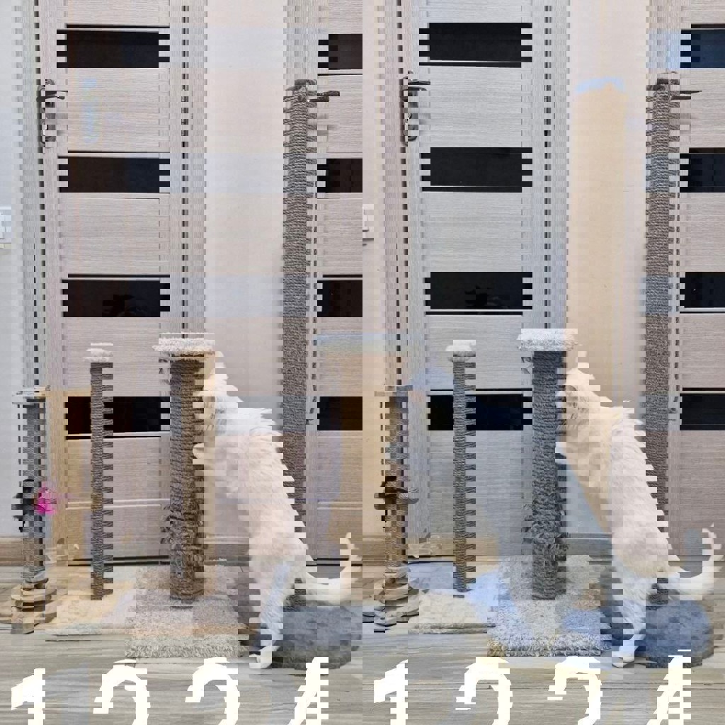 Когтеточка 4