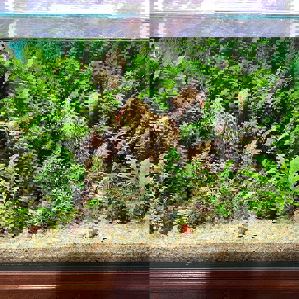 Анубиасы нано петит