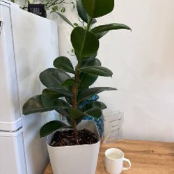 Вьюн - фото 2