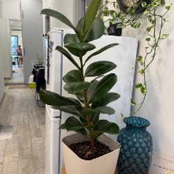 Вьюн - фото 3