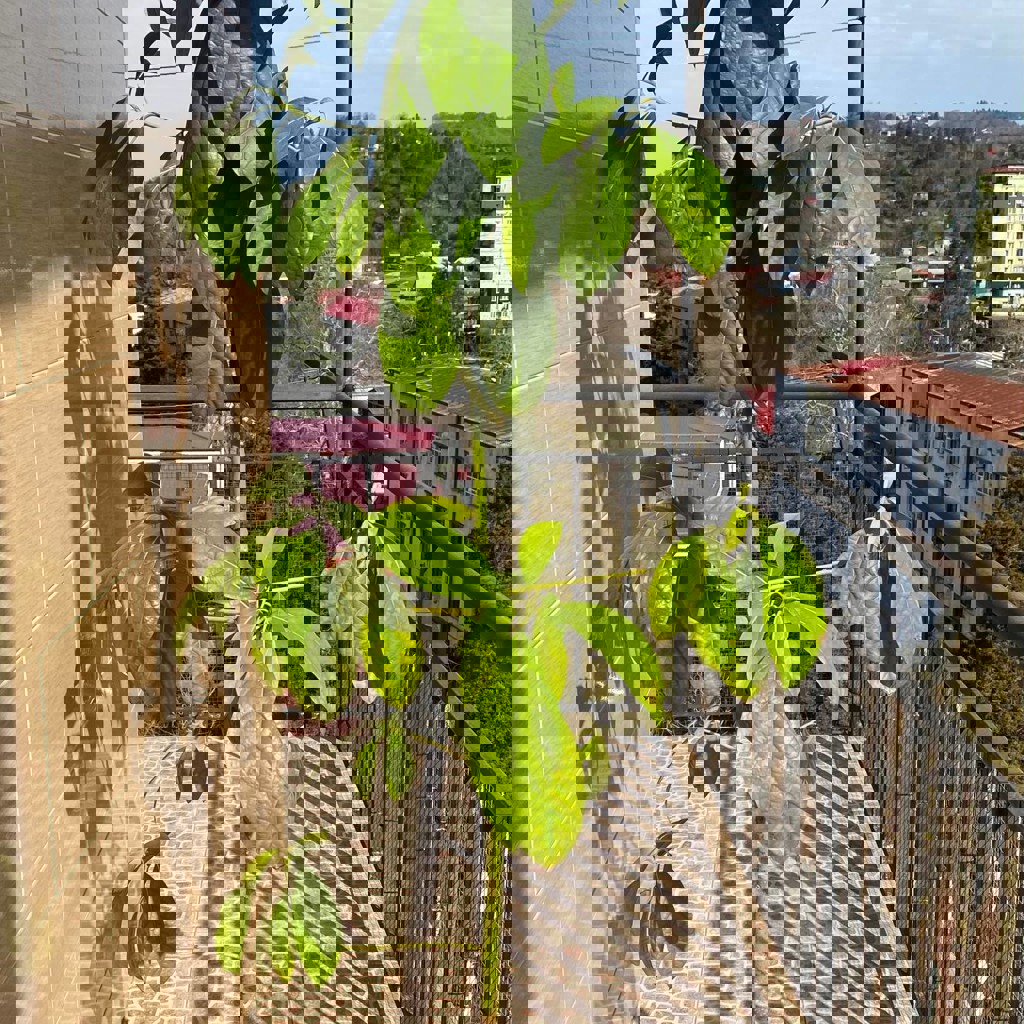 Дерево авокадо маленькое