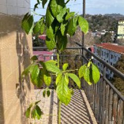 Дерево авокадо маленькое - фото 1