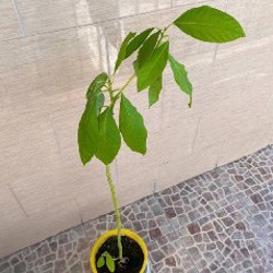 Дерево авокадо маленькое - фото 2