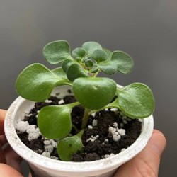 Крассула - фото 1