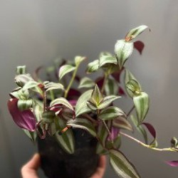 Крассула - фото 2