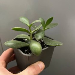 Крассула - фото 3