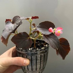 Крассула - фото 4