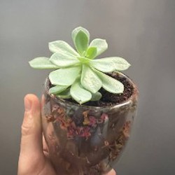 Крассула - фото 5