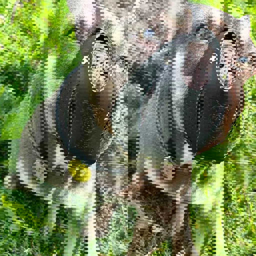 Намордник для французского бульдога