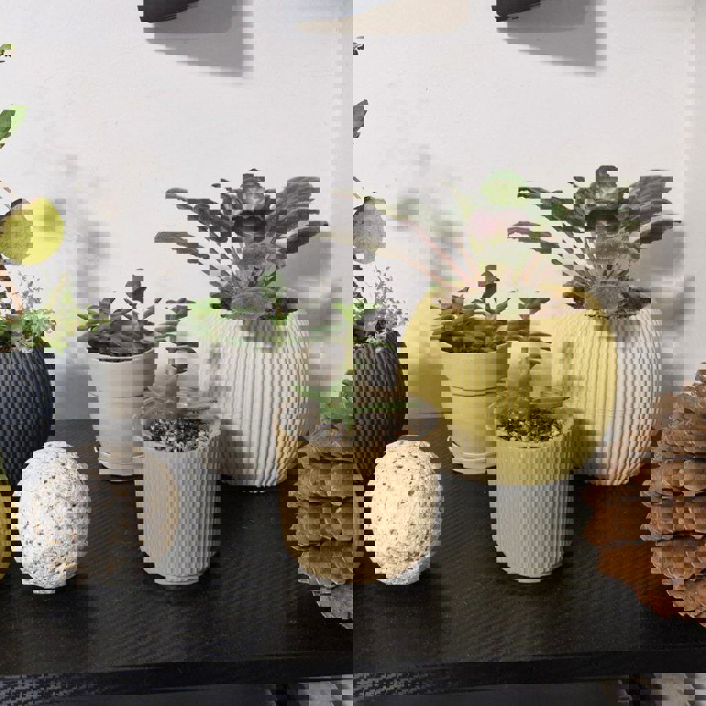 Цветы в горшках