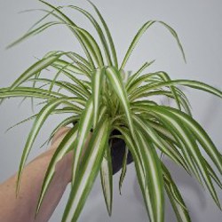 Суккуленты - фото 1