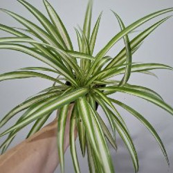 Суккуленты - фото 2