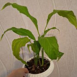 Суккуленты - фото 4