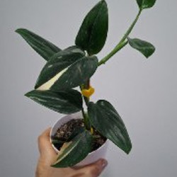 Суккуленты - фото 5