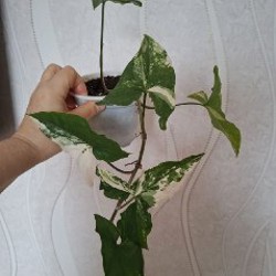 Суккуленты - фото 6