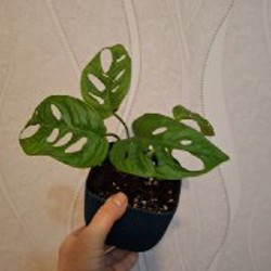 Суккуленты - фото 7