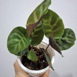 Суккуленты - фото 8