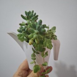 Суккуленты - фото 9