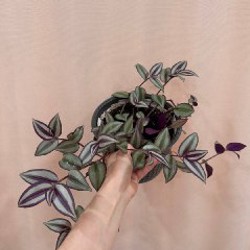 Азалия розовая - фото 3