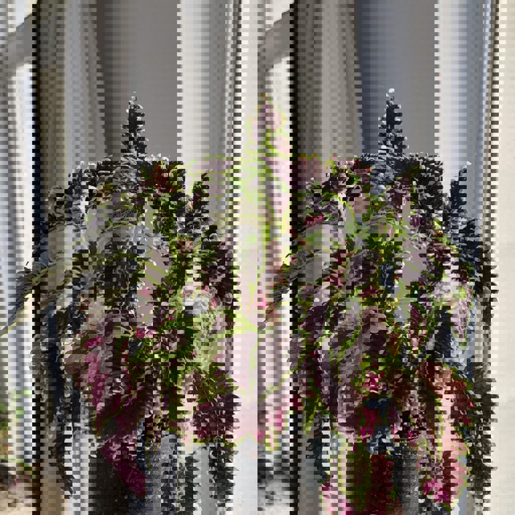 Черенки колеуса