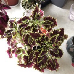 Черенки колеуса - фото 2