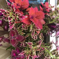 Черенки колеуса - фото 3