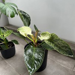 Горшки для цветов - фото 2