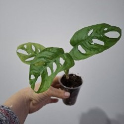 Седум - фото 1