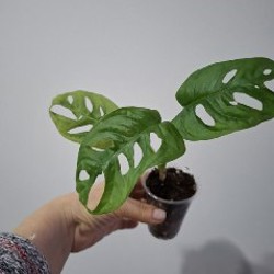 Седум - фото 2