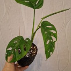 Седум - фото 3