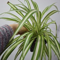 Седум - фото 4