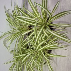 Седум - фото 5