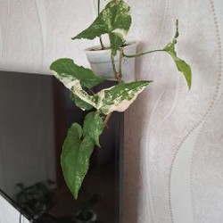 Седум - фото 7