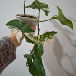 Седум - фото 8