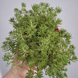 Седум - фото 9