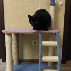 Набор для котиков - фото 1