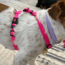 Шлейка для собак - фото 2