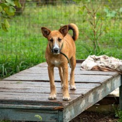 Кнопа - фото 2