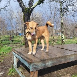 Кнопа - фото 4