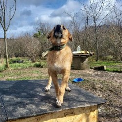 Кнопа - фото 5