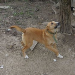 Кнопа - фото 6