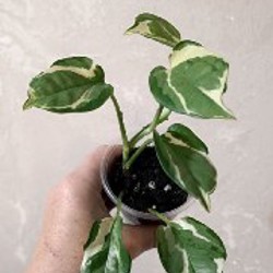 Эпипремнум Марбл Квин один верхушечный черенок - фото 1