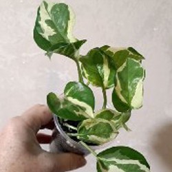 Эпипремнум Марбл Квин один верхушечный черенок - фото 2