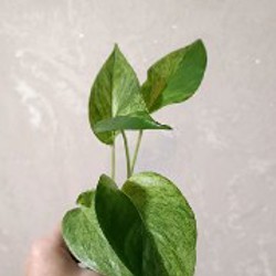 Эпипремнум Марбл Квин один верхушечный черенок - фото 3