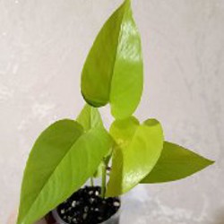 Эпипремнум Марбл Квин один верхушечный черенок - фото 5