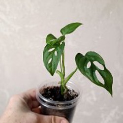 Эпипремнум Марбл Квин один верхушечный черенок - фото 7